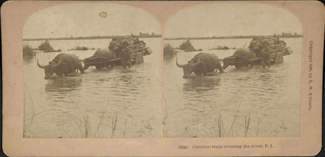 Cariboo [caribao] train crossing the river, P. I.